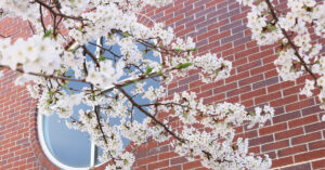 学校に咲く桜